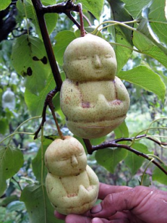 Buddha Pears