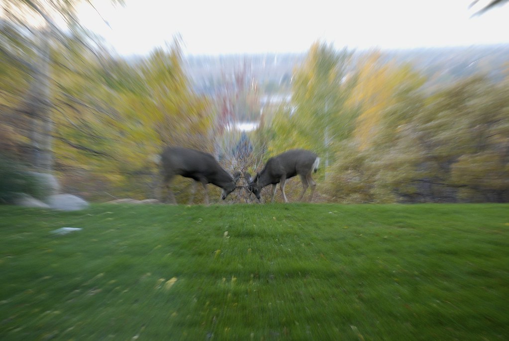 Bucks Fighting