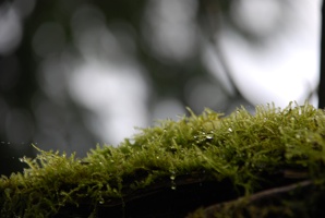 Moss