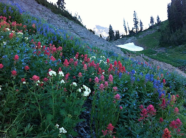 Wildflowers were blooming like crazy.jpg